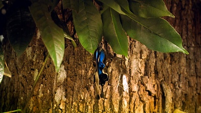 热带雨林剧照的剧照