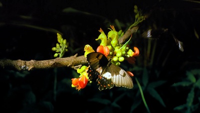 热带雨林剧照的剧照