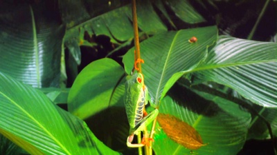 热带雨林剧照的剧照