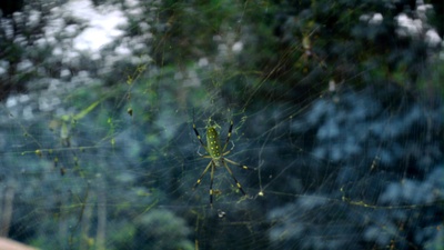 热带雨林剧照的剧照