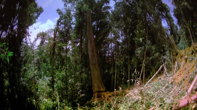 热带雨林剧照的剧照