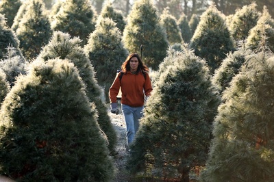 苦瓜瀑布的圣诞节剧照的剧照