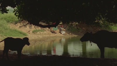 悲恋印巴剧照的剧照