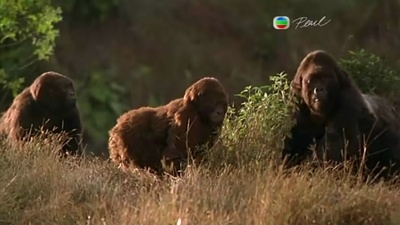 刚果惊魂剧照的剧照