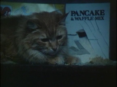 邪猫劫剧照的剧照