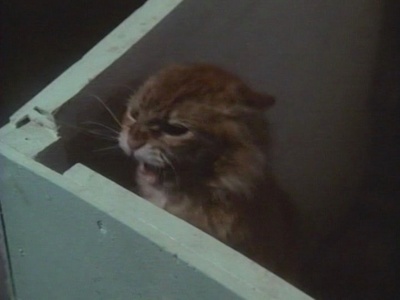 邪猫劫剧照的剧照