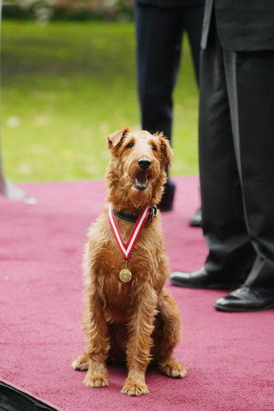 消防犬剧照的剧照