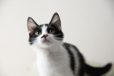 租赁猫剧照的剧照