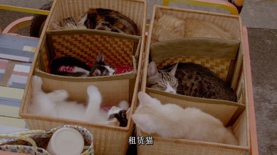 租赁猫剧照的剧照