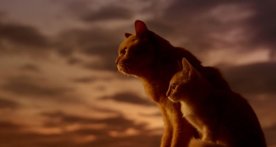 租赁猫剧照的剧照