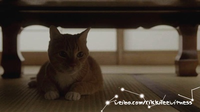 租赁猫剧照的剧照