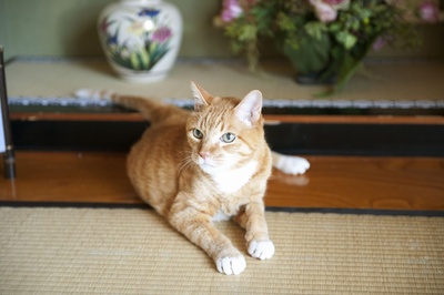 租赁猫剧照的剧照