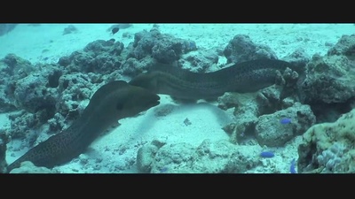 亚特兰蒂斯剧照的剧照