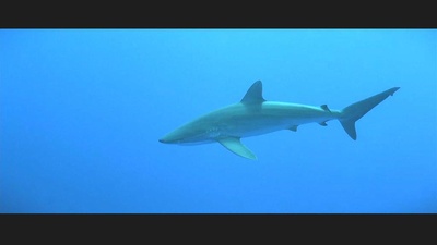 亚特兰蒂斯剧照的剧照