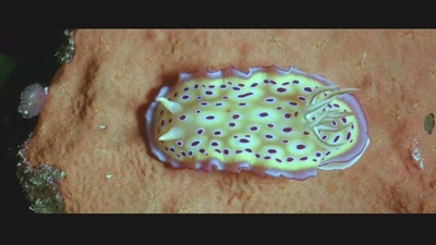 亚特兰蒂斯剧照的剧照