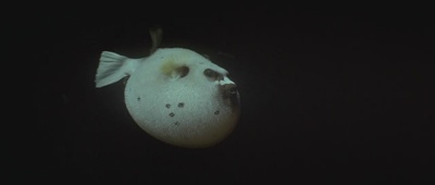 亚特兰蒂斯剧照的剧照