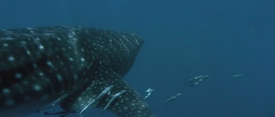 亚特兰蒂斯剧照的剧照