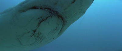 亚特兰蒂斯剧照的剧照