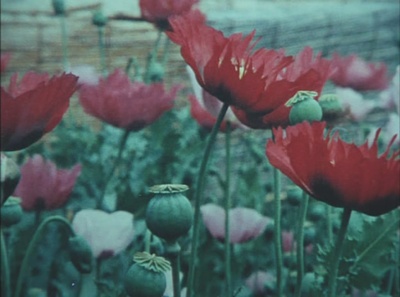 犬神家族剧照的剧照