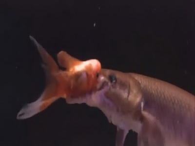 性与爱的斗牛剧照的剧照