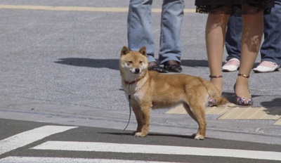 鸭子和野鸭子的投币式自动存放柜剧照的剧照
