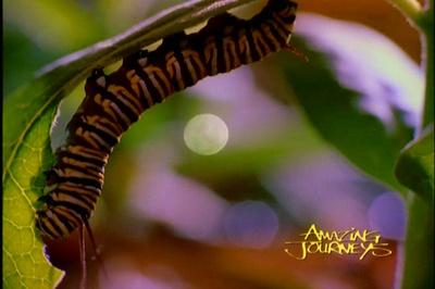 奇异的旅程剧照的剧照