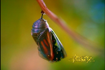 奇异的旅程剧照的剧照