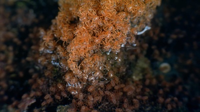 奇异的旅程剧照的剧照