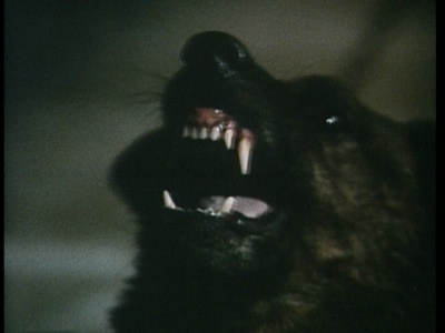 狼嚎剧照的剧照