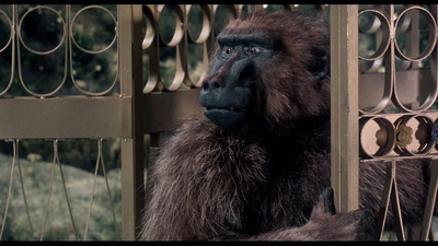 辛巴达穿破猛虎眼剧照的剧照