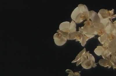 花祭剧照的剧照