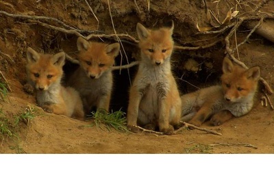 日本列岛 动物物语剧照的剧照