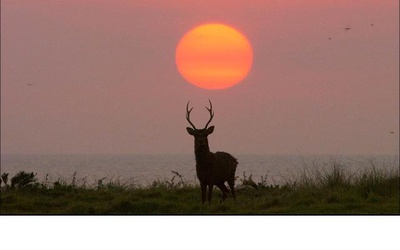 日本列岛 动物物语剧照的剧照
