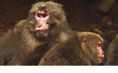 日本列岛 动物物语剧照的剧照