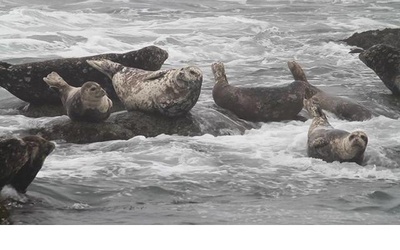 日本列岛 动物物语剧照的剧照