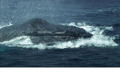 日本列岛 动物物语剧照的剧照