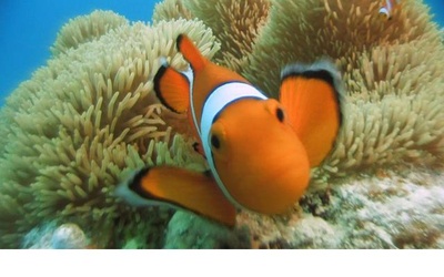 日本列岛 动物物语剧照的剧照