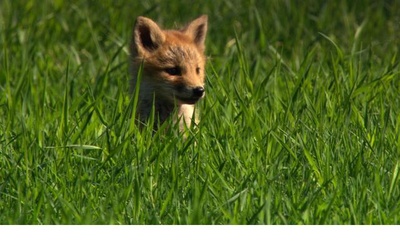 日本列岛 动物物语剧照的剧照