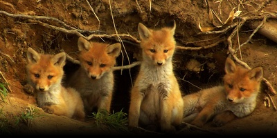 日本列岛 动物物语剧照的剧照