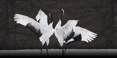 日本列岛 动物物语剧照的剧照