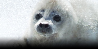 日本列岛 动物物语剧照的剧照