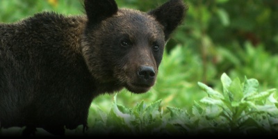 日本列岛 动物物语剧照的剧照