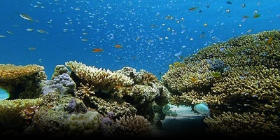 日本列岛 动物物语剧照的剧照