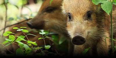 日本列岛 动物物语剧照的剧照