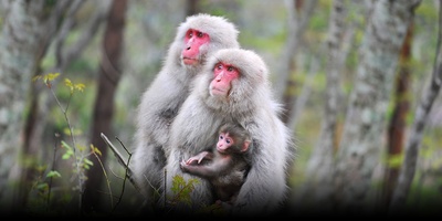 日本列岛 动物物语剧照的剧照