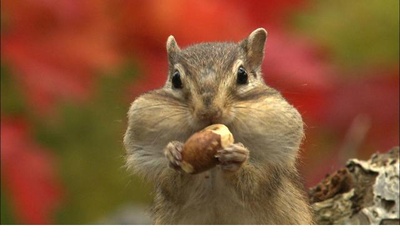 日本列岛 动物物语剧照的剧照