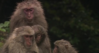 日本列岛 动物物语剧照的剧照
