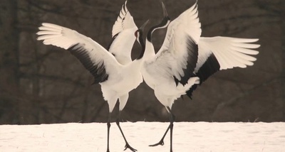 日本列岛 动物物语剧照的剧照