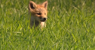 日本列岛 动物物语剧照的剧照