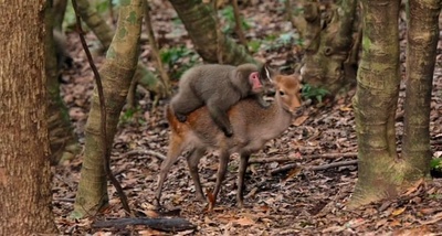 日本列岛 动物物语剧照的剧照